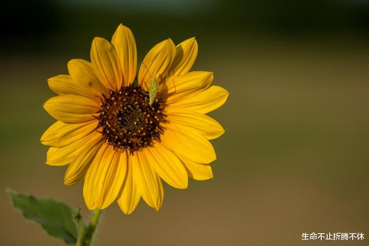 生命不止折腾不休|别人的孩子比自己的孩子重要!