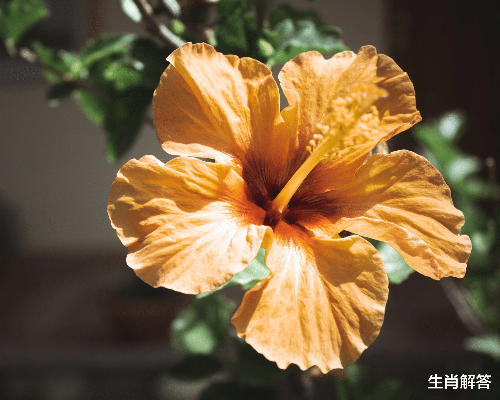 生肖解答|7月中旬，思念成殇，回忆散场，3大星座心心念念旧情人，破镜重圆