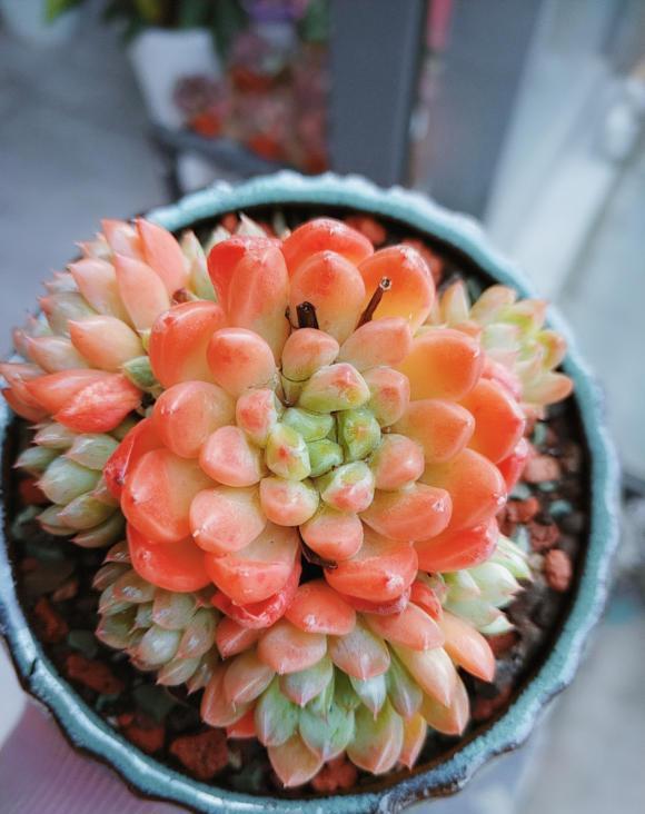 说说家装那点事儿|多肉好看不好养，想要养好它！“先要有环境，后要有技术”！