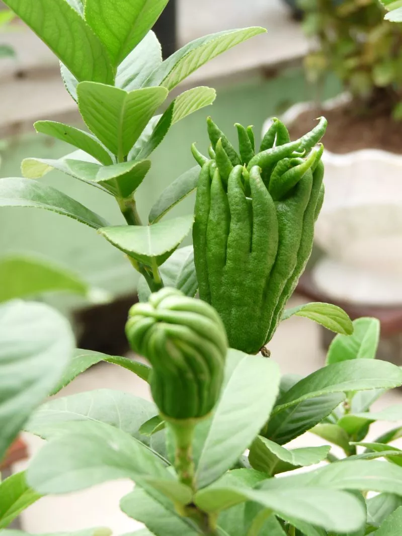 阳台花园，美！美！美！