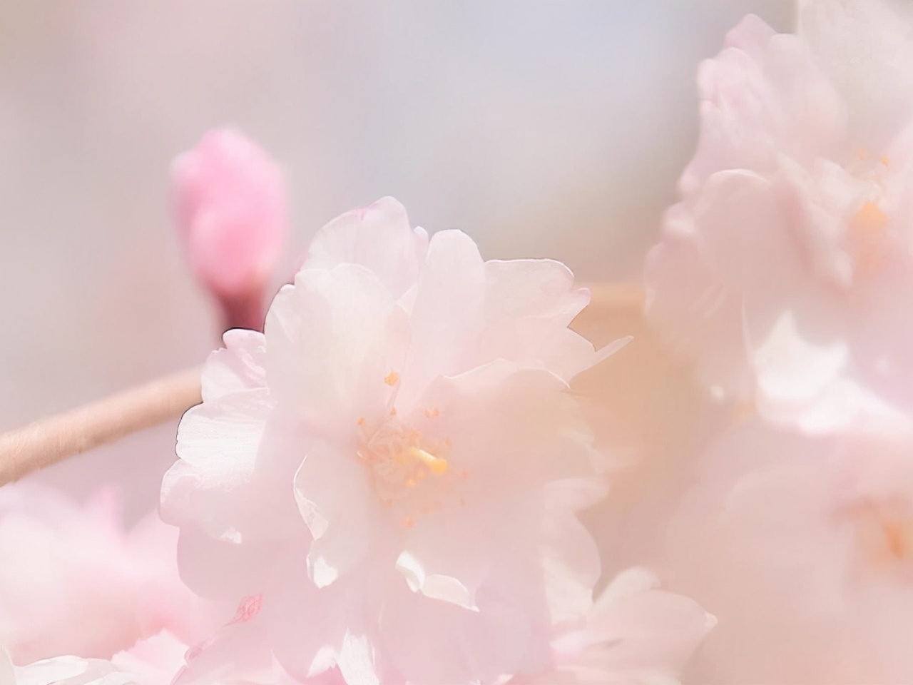 星座师安达|为人处世低调，有定力的星座，不喜欢过于张扬自己