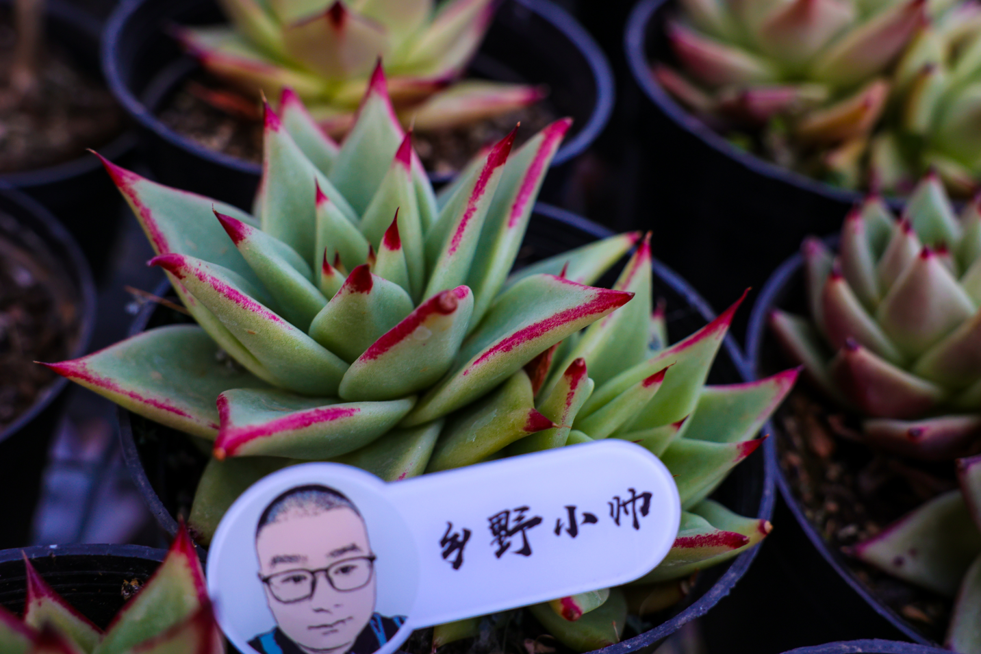 乡野小帅 小白“入坑”很迷茫？听小帅给你介绍几种适合新手养殖的肉肉