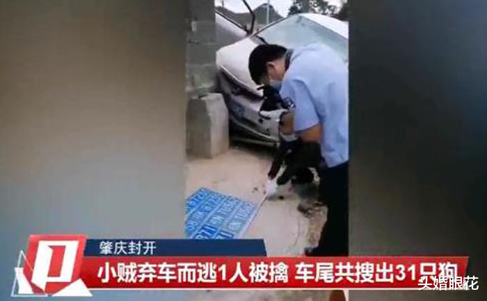 头婚眼花 偷狗贼太猖狂，大白天当着狗主面将狗套走，全程不过几秒钟