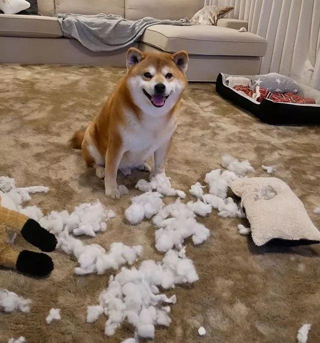 蔡宏志聊时尚 日本网友告诉你，在家里养了一只可可爱爱的萌宠，是一种什么体验