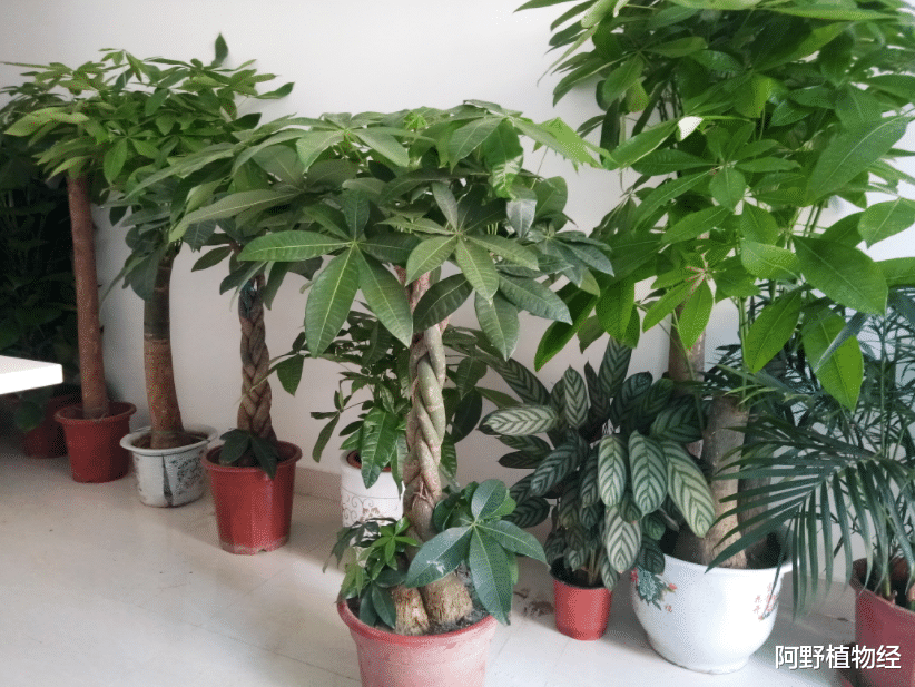 植物|住新家不能少了植物，10种花卉价格便宜好成活，吸甲醛能力也超赞