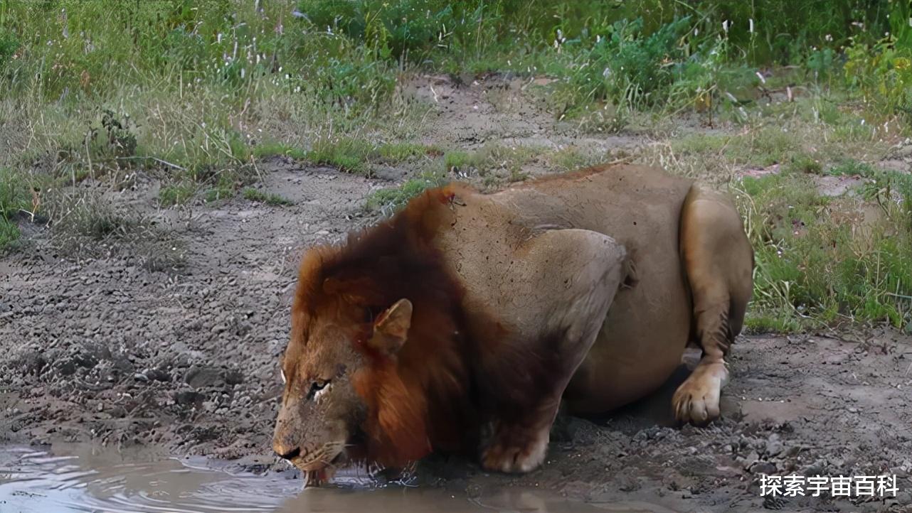 黑猩猩 人类是一种独特的物种吗？人类与动物的本质区别是什么？