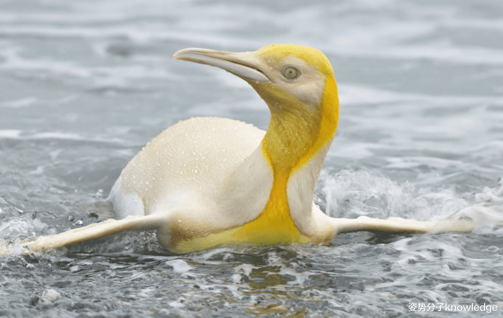 棕熊 概率50万分之1，棕熊白化成“白熊”，是什么原因导致的？