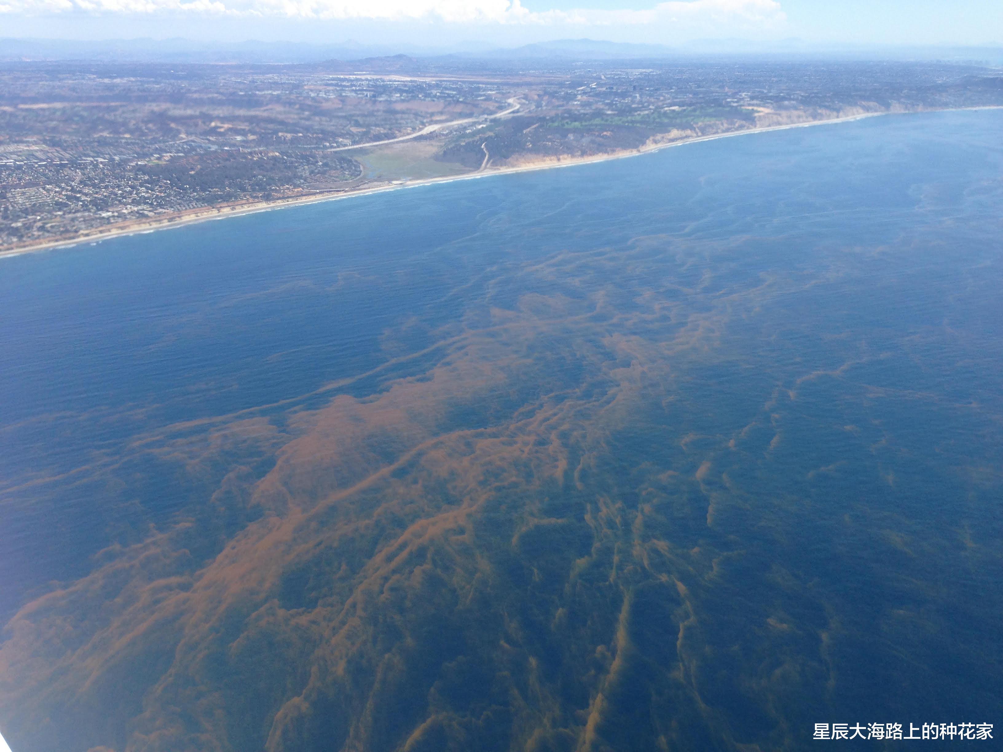 飞鱼 南极磷虾：5亿吨的“海上金矿”，每年吃掉2亿吨，为何还没灭绝？