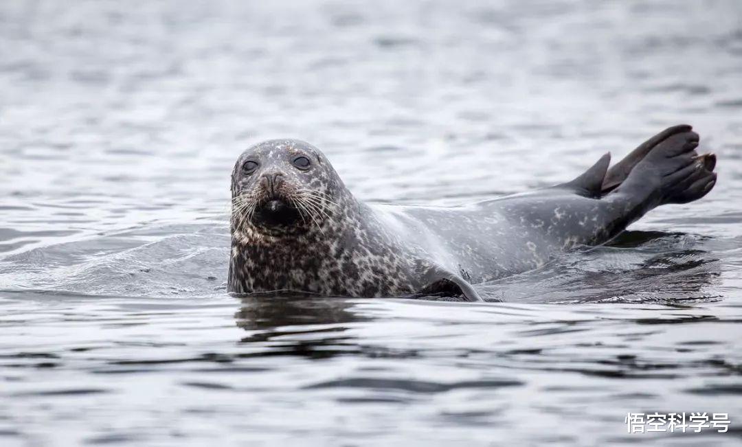 北极熊 156岁才能交配，腹中找到北极熊尸骸，小头睡鲨到底有多凶猛？