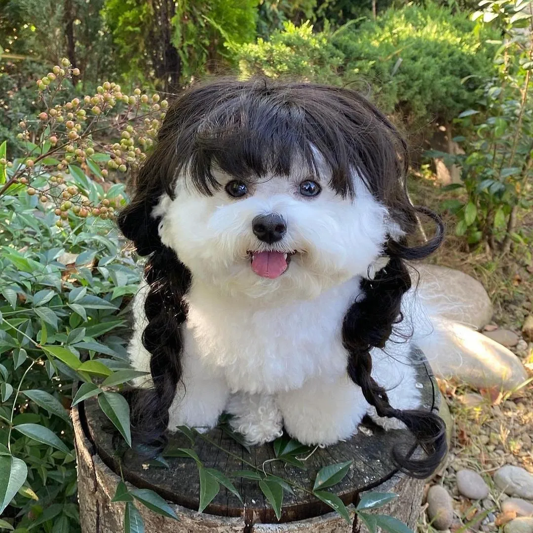 InsDaily 韩国快乐小奶狗爆红网络!看完心都快萌化了!