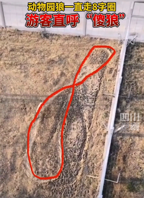 牛哥观察 突然爆红!阜阳“网红狼”现在咋样了?