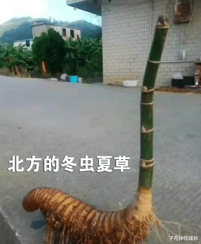 子芫伴你成长|南方VS北方,南北差异有多大?看到第8张图笑得肚疼,网友太有才