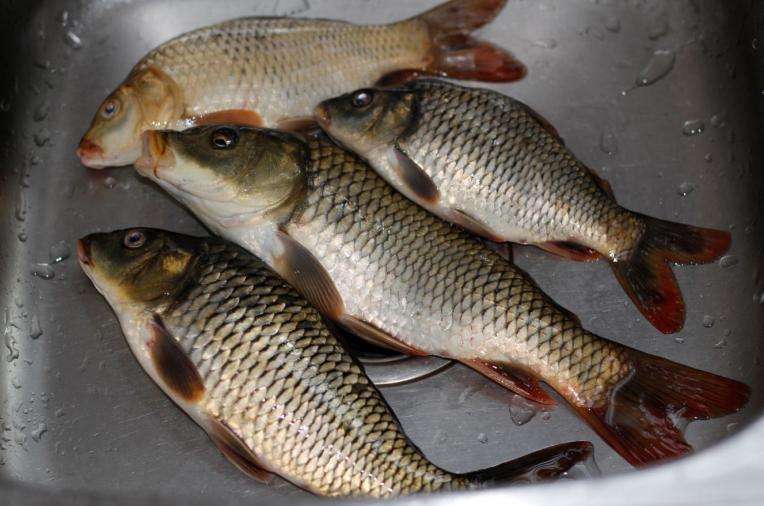 灵敏度|为何入秋之后，水库守钓始终没鱼口，不是没鱼，而是这几个因素