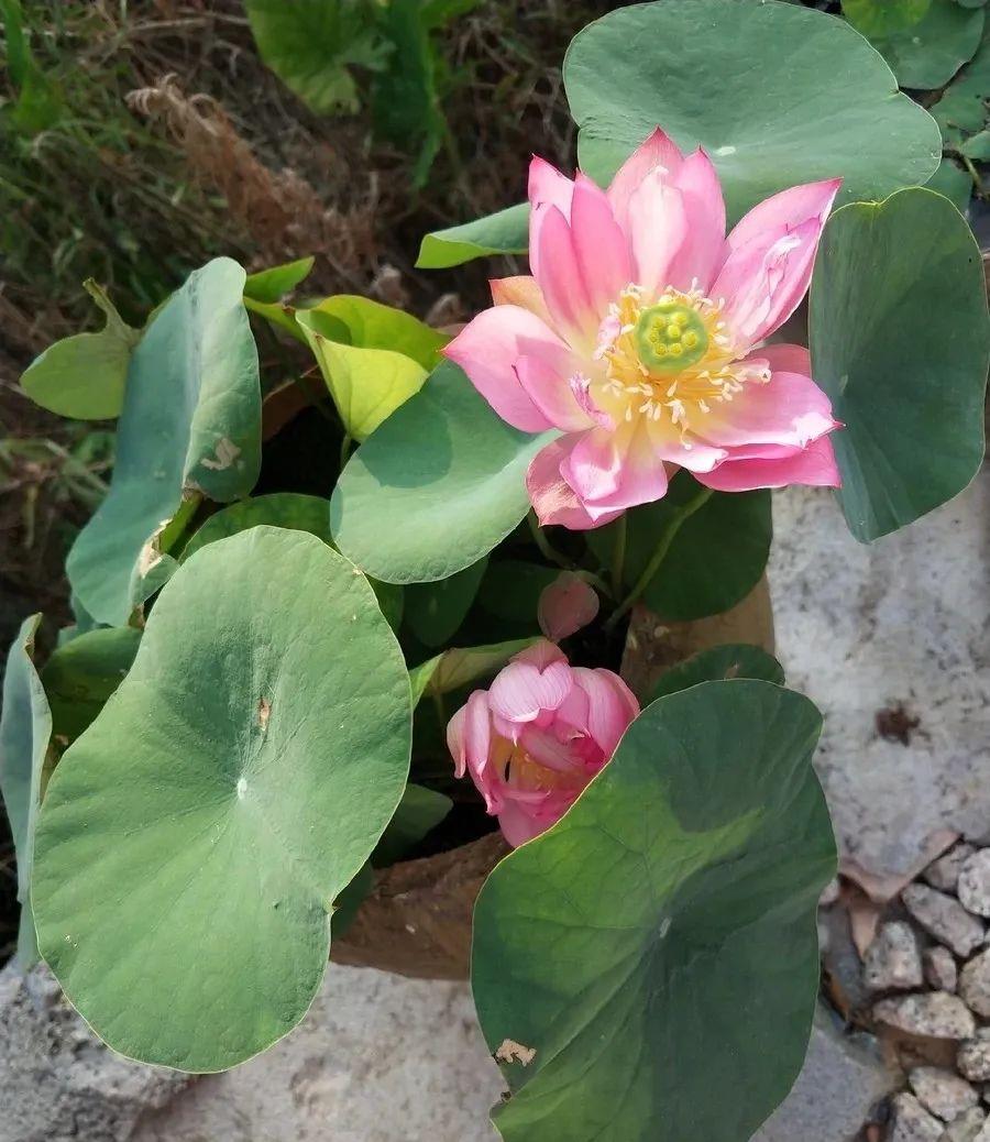 种上阳台|养碗莲,“水深”不能淹没浮叶,“水清”还需在盆中添加一物!