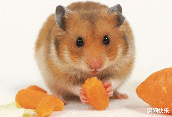 瞬间快乐 大金鼠：和哪个生肖最般配？郎才女貌，天作之合，婚姻越来越兴旺