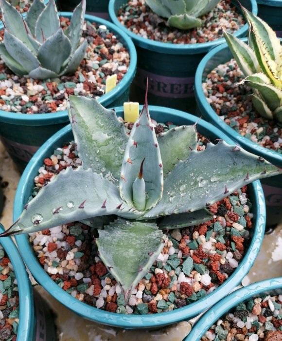 向阳园艺|?龙舌兰养护篇，花盆越大，长得越旺！多晒太阳，叶子长得更快