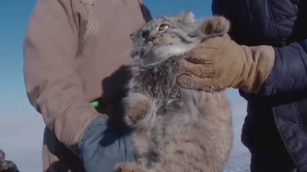 长相铁憨憨，却是最难圈养的猫科动物，天生的捕猎高手