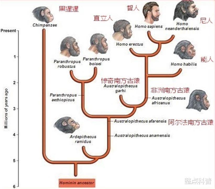 整点科普|黄种人、黑种人和白种人，为什么能自由交配，没有生殖隔离吗？