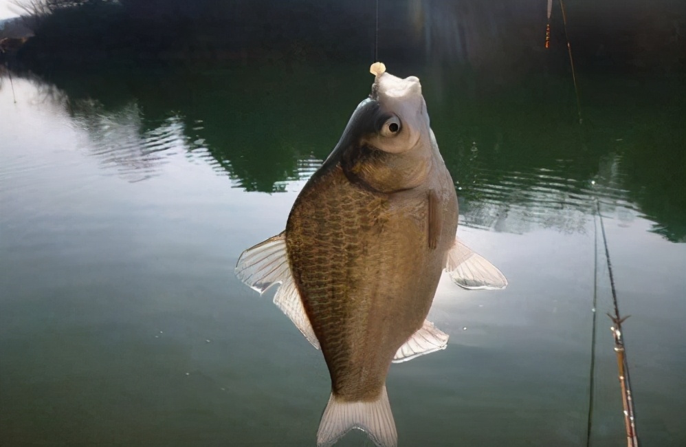 |钓鱼为什么会上瘾, 有这几个方面的原因