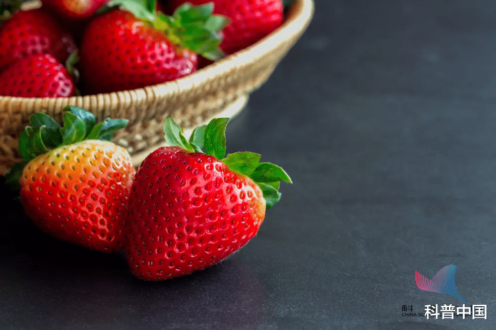 军团菌|吃草莓会导致出血热？这种传染病进入高发区，严重可致命