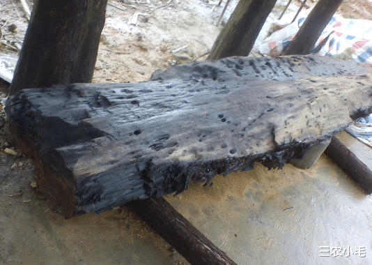 三星堆 “家有乌木半方，胜过财宝一箱”，乌木是什么？啥树能成为乌木？