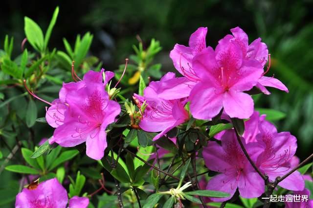 安徽 安徽一5A级景区，将面向全国游客，免票5天