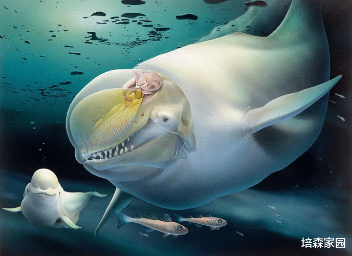 航天员 白鲸，海洋中的金丝雀