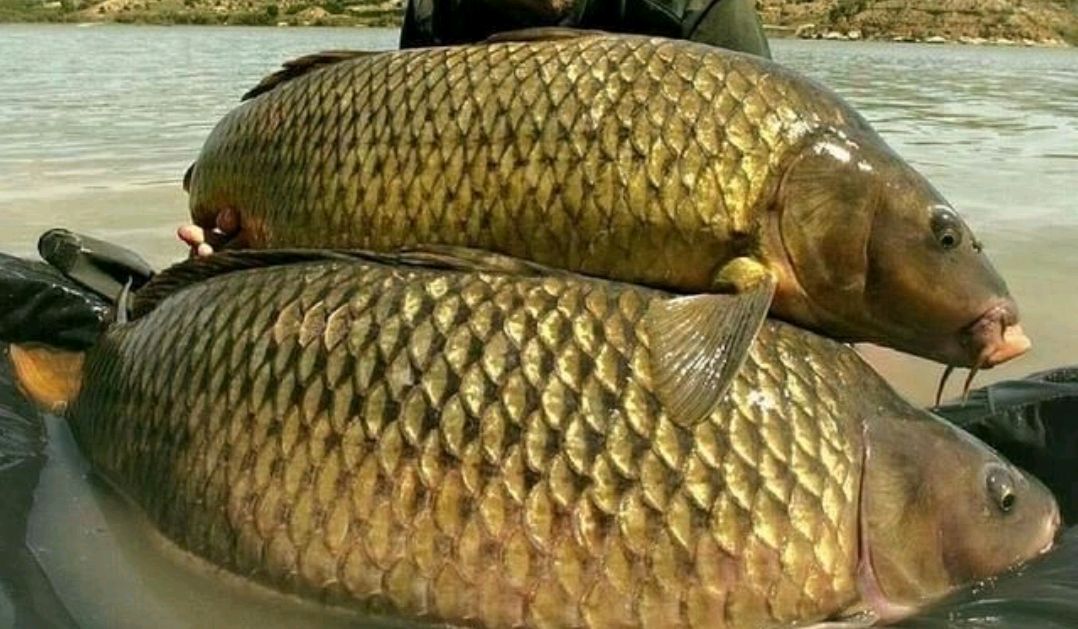 |钓鱼就是“战争”，钓鲤鱼要防守，钓草鱼需进攻，好多人都弄错了