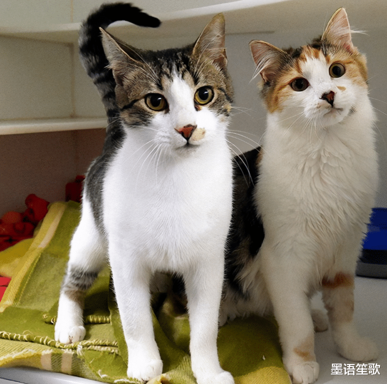 猫交配时,为何叫声都很凄惨?人类与猫科动物有哪里不一样呢?