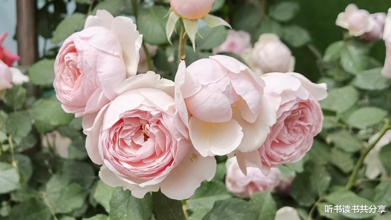 听书读书共分享 月季花开北京城，万紫千红竞风流