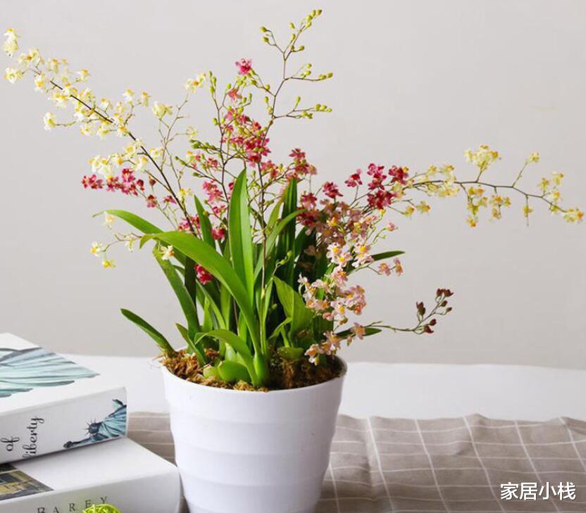 气味馥郁，花如繁星，家居盆栽新宠——文心兰，值得今冬入手