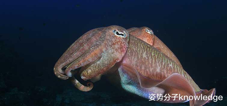 科学家 真不愧是“外星生物”！3个心脏的墨鱼，还有惊人的记忆能力