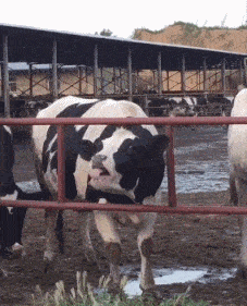 神回复 神回复:我是学医的,我爸是法医,我大一挂了解剖,差点被打断腿