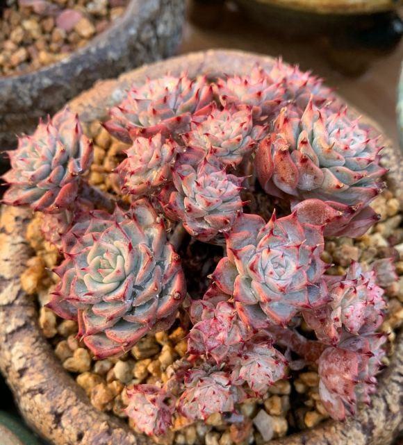 说说家装那点事儿|花市买的多肉,当成宝贝对待,养了不到1个月,全都死翘翘了