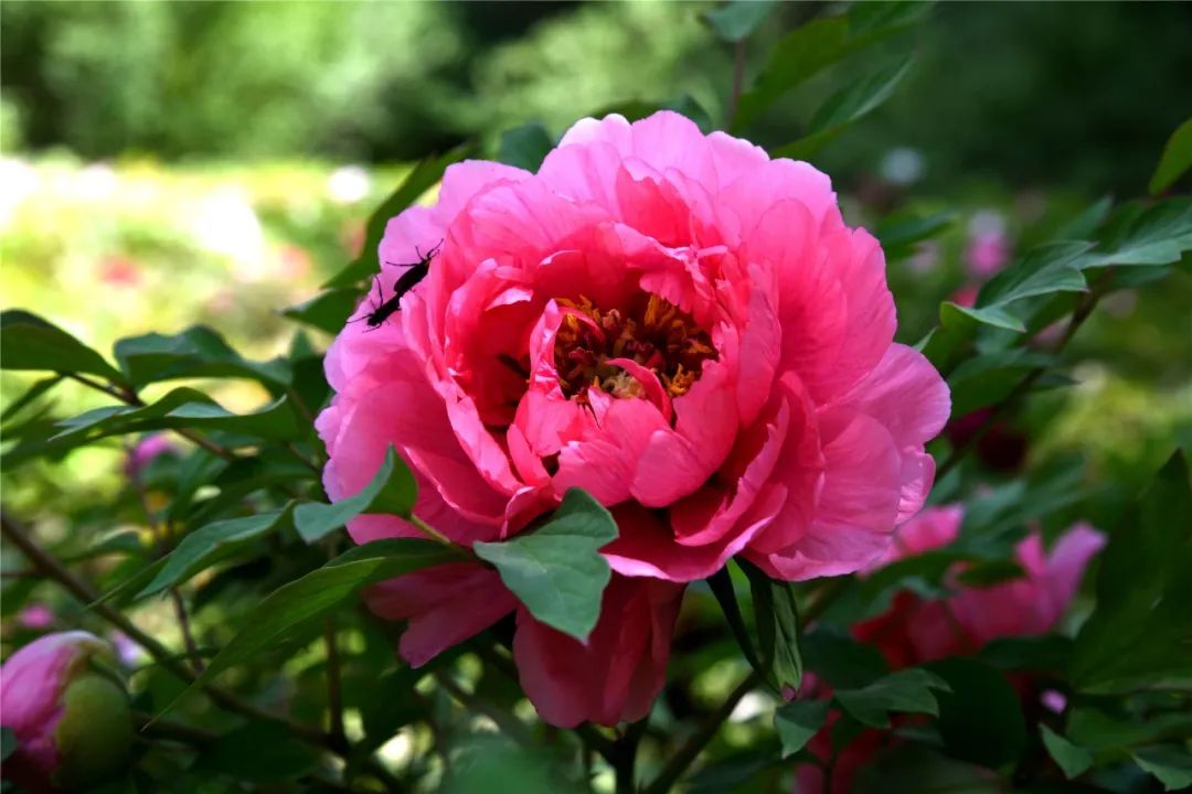 巴彦淖尔直通车 打卡！临河这里将新添一处百合花海