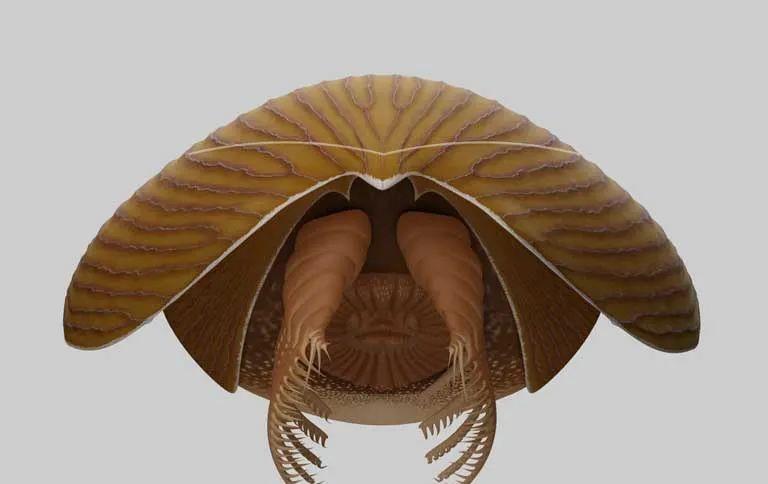 寒武纪 科学家发现神秘、巨大的寒武纪化石，体长可达半米，用头部游泳！