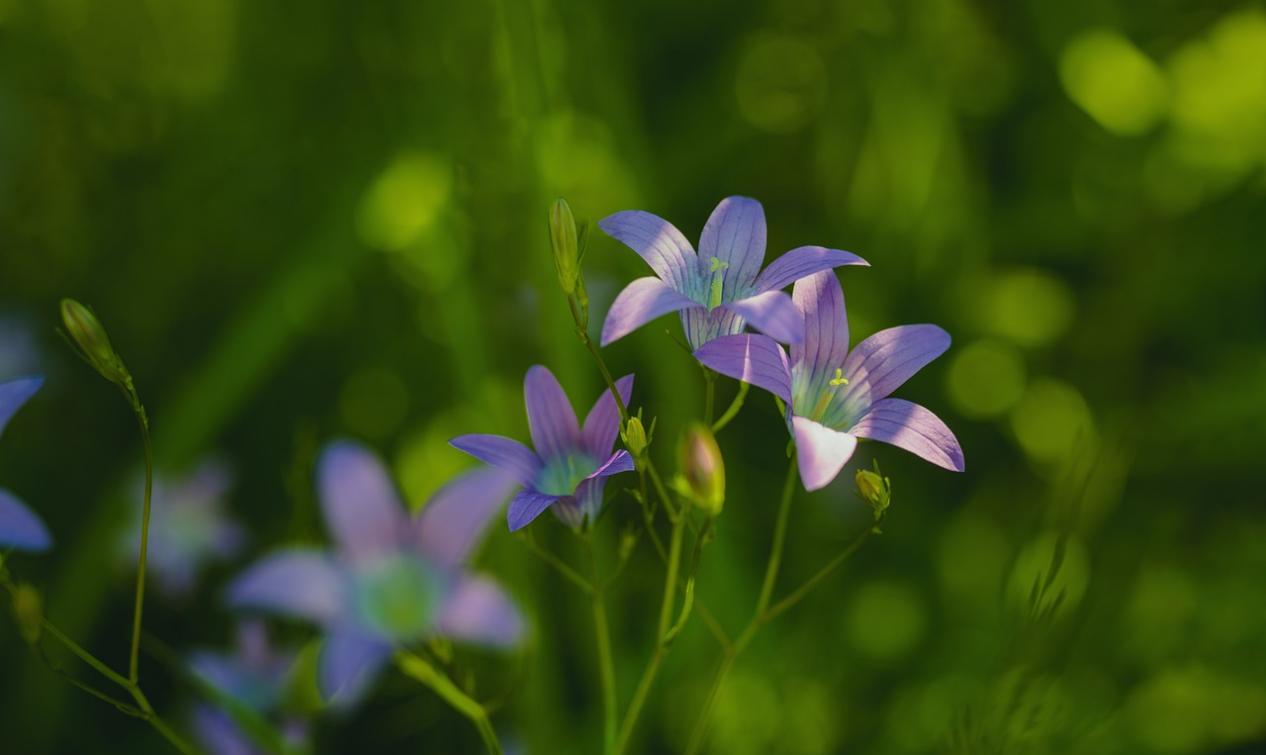 泪水迷失了双眼 性格外向内心孤独的星座，与每个人都很合得来，却无人能与之交心