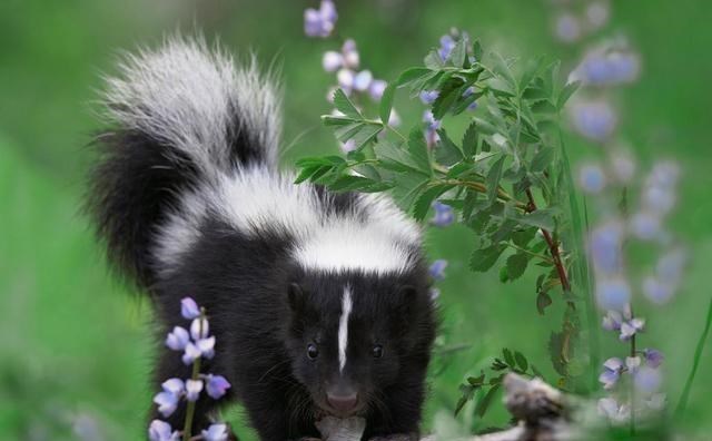 锡尔 全身有“味”是主流,为什么我们没有体臭?突变获得“清爽基因”