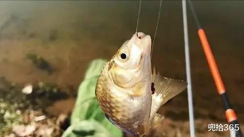 西江|广东一男子在西江野钓遇“怪鱼”,赶紧回家寻真相,结果虚惊一场