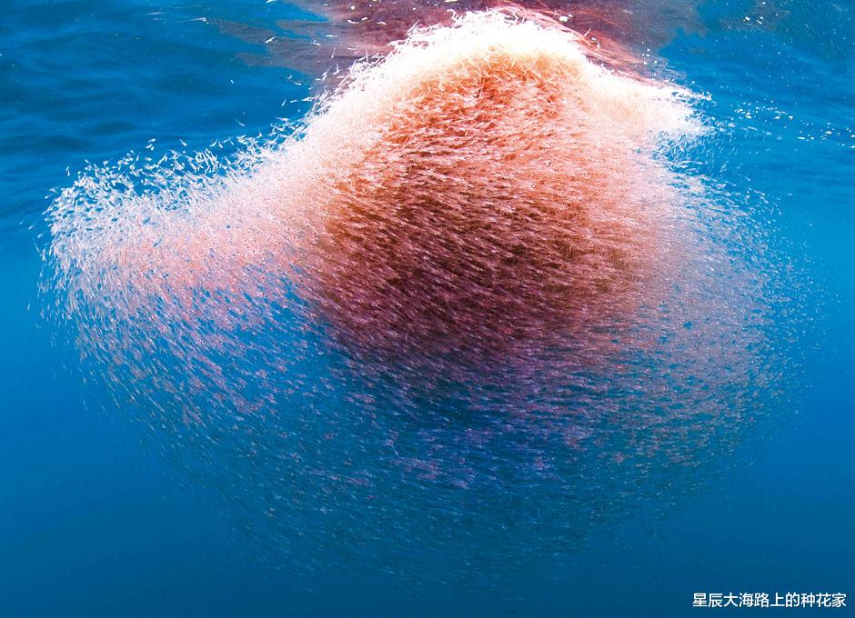 飞鱼 南极磷虾：5亿吨的“海上金矿”，每年吃掉2亿吨，为何还没灭绝？