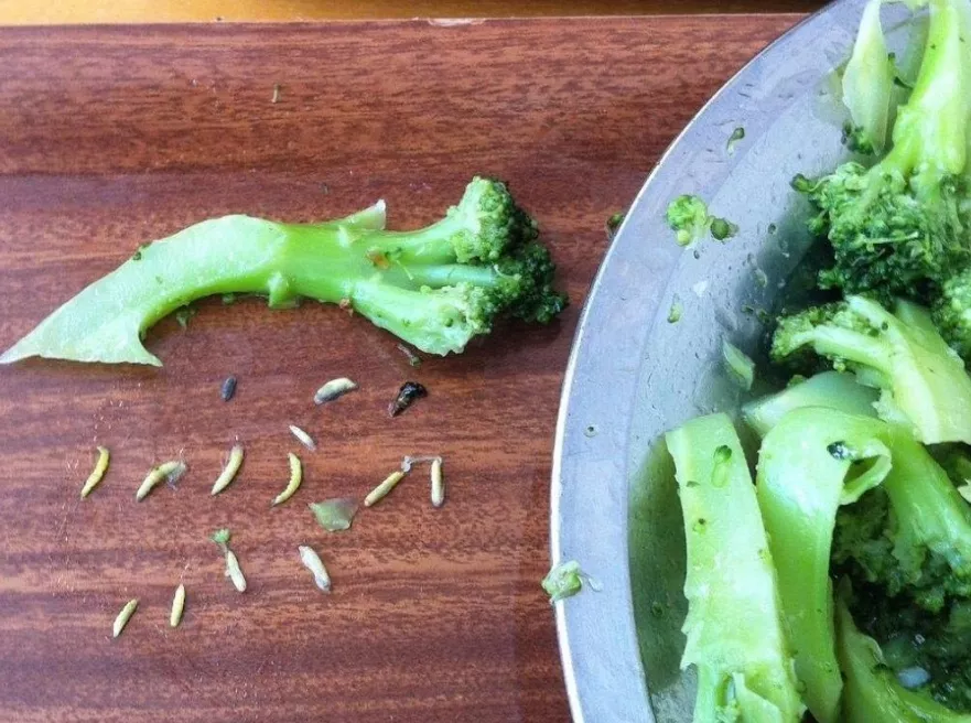 医养库 含“寄生虫”最多的3种蔬菜，没营养还贵，很多人还天天吃