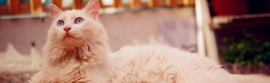 装修声音会导致猫应激吗？