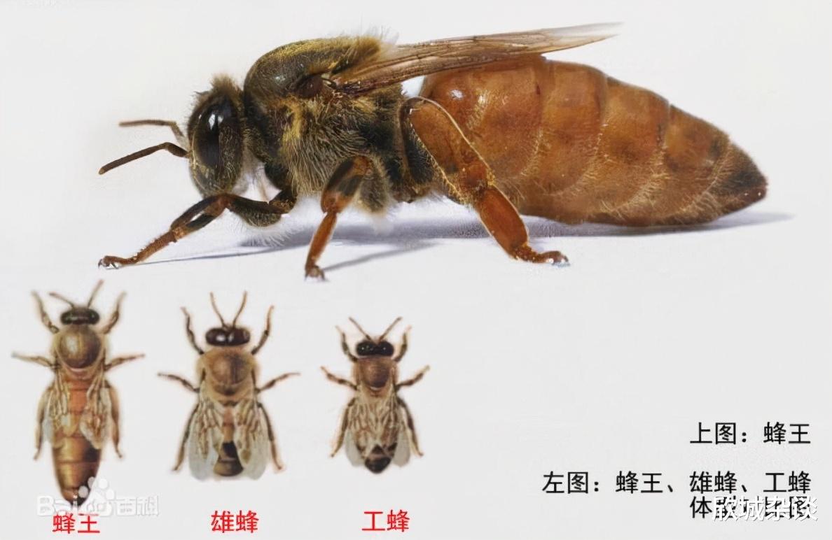  动物界有狮王猴王，还有没有其他的王，他们有特权吗，有的话是什么