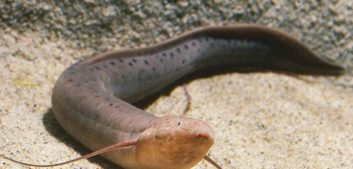 火山 在地球上挖一个水湖，不限时长、不去干预，能长出鱼类吗？