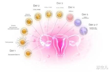 添宝儿|提高卵子质量，避免卵巢衰退这七点是关键