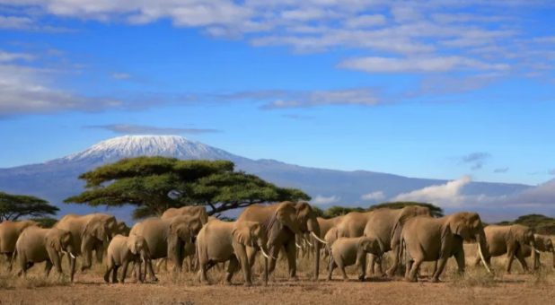 豹子 十种动物界可爱却危险的家伙