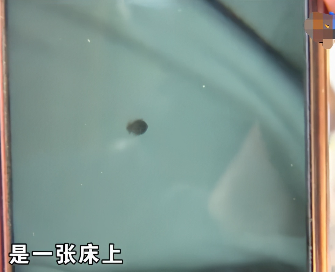 民生小鱼 租住青旅多处被虫咬伤,男子要求退款被拒,店家:你自己愿意住!