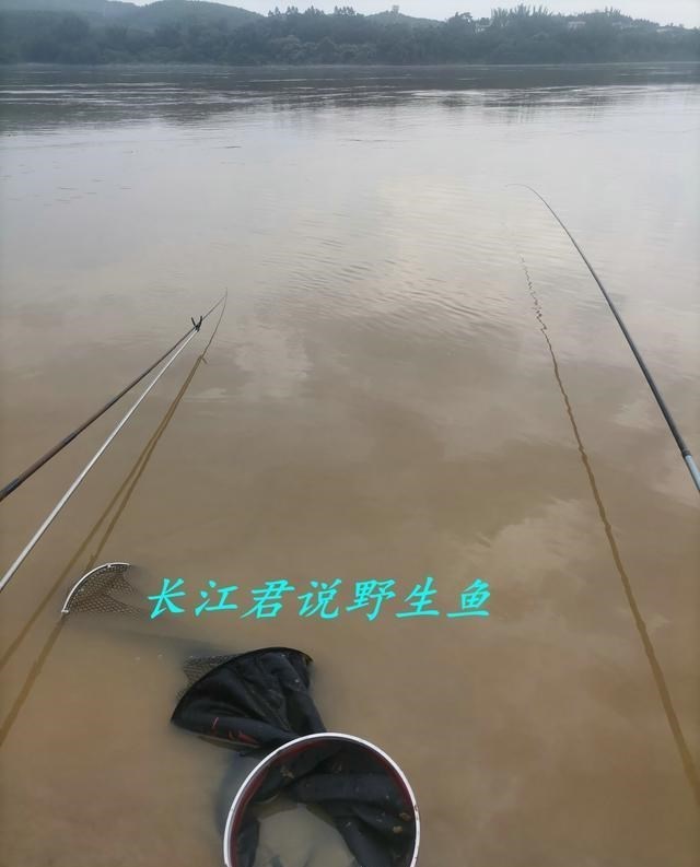 程凌云|浙江男子河里钓了条大鲤鱼，却被大半个朋友圈的人劝阻“不要吃”