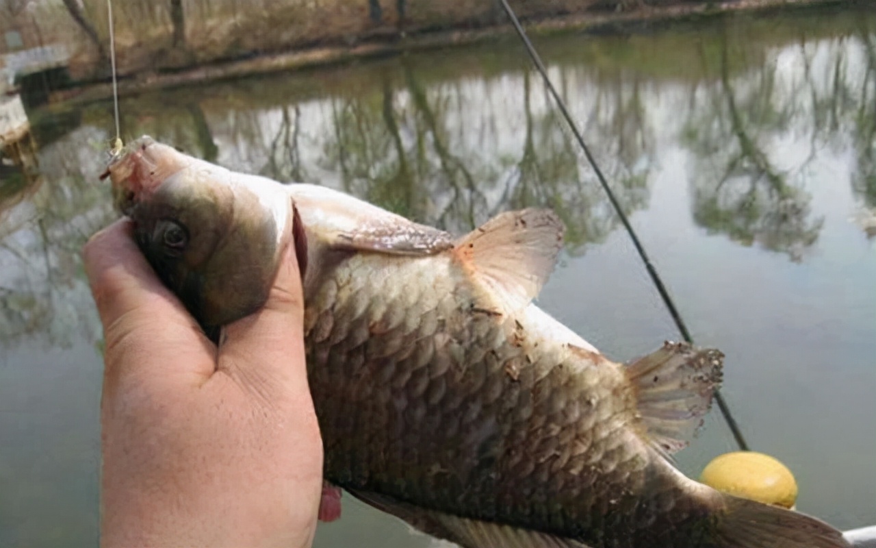 饵料|越冷越好钓鲫鱼？几点注意事项，助你满载鱼归