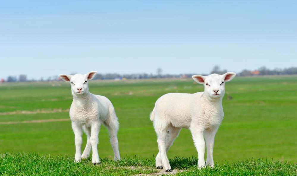 甜甜的句子我还没想好|下周,喜鹊高歌,福星闪烁,正财运飙升,横财运红火的属相